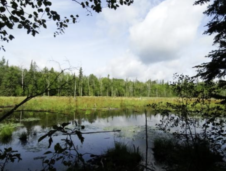 Screen Shot 2021 05 26 at 10.13.03 AM 768x580