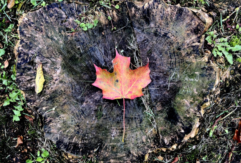 leaf maple 768x520